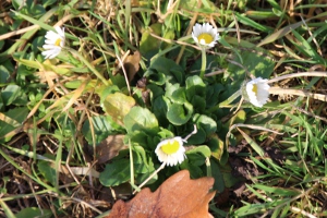 Gänseblümchen im Januar