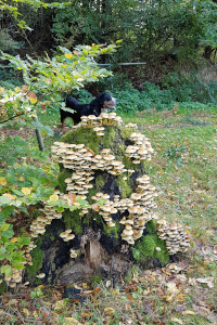 Baumpilz