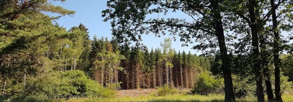 Dürreschäden im Tiefenort Wald
