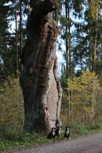 Dicke Eiche im November 2019