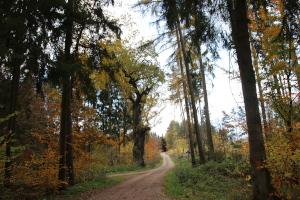 Dicke Eiche Tiefenort