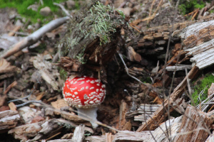 Fliegenpilz