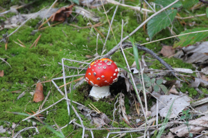 Fliegenpilz