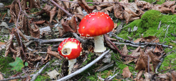 Fliegenpilz
