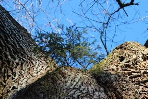 Untermieter auf der "Dicken Eiche"