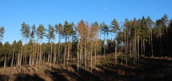 Waldschäden um Tiefenort herum