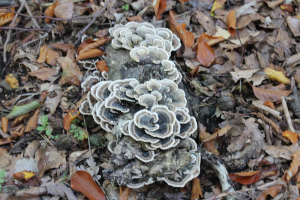 Baumpilz