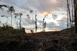 Der Wald ist weg...