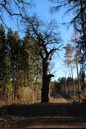 Dicke Eiche 2019
